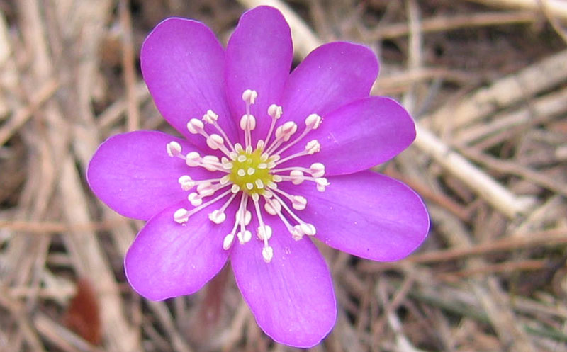 Hepatica nobilis v. alba