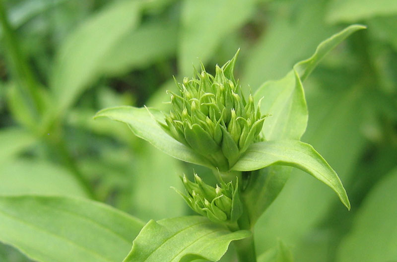 Saponaria officinalis / Saponaria comune