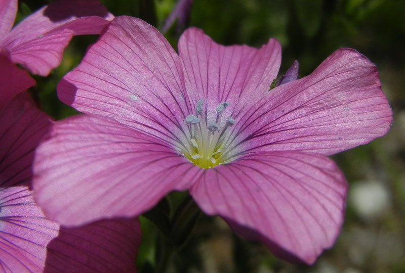 Linum viscosum / Lino malvino