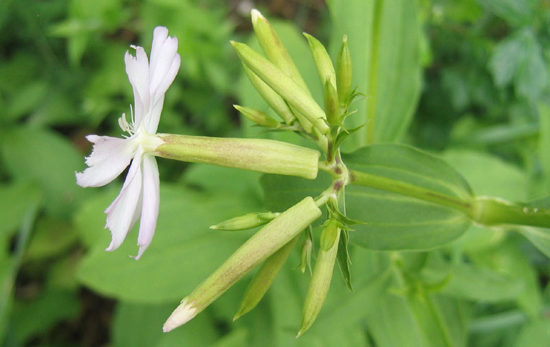 Saponaria officinalis / Saponaria comune