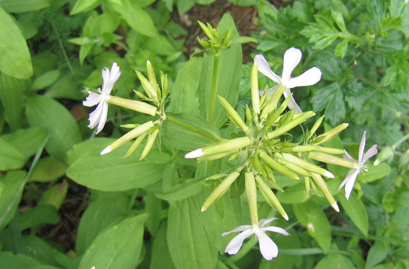 Saponaria officinalis / Saponaria comune