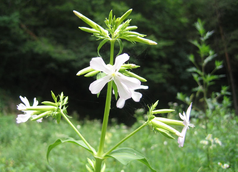 Saponaria officinalis / Saponaria comune