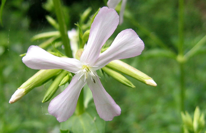 Saponaria officinalis / Saponaria comune