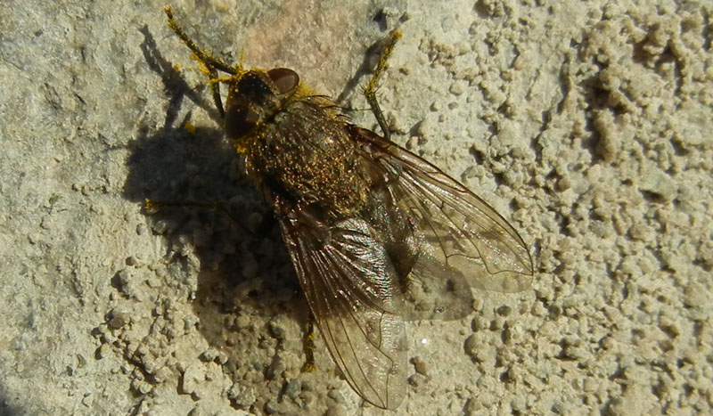 Pollenia sp. (.....dal Trentino)