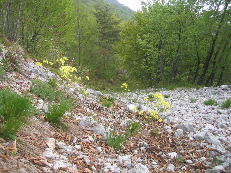 Biscutella laevigata ?