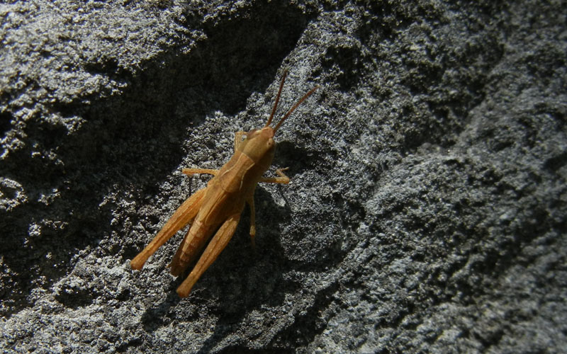 giovane di Chorthippus sp. - Acrididae