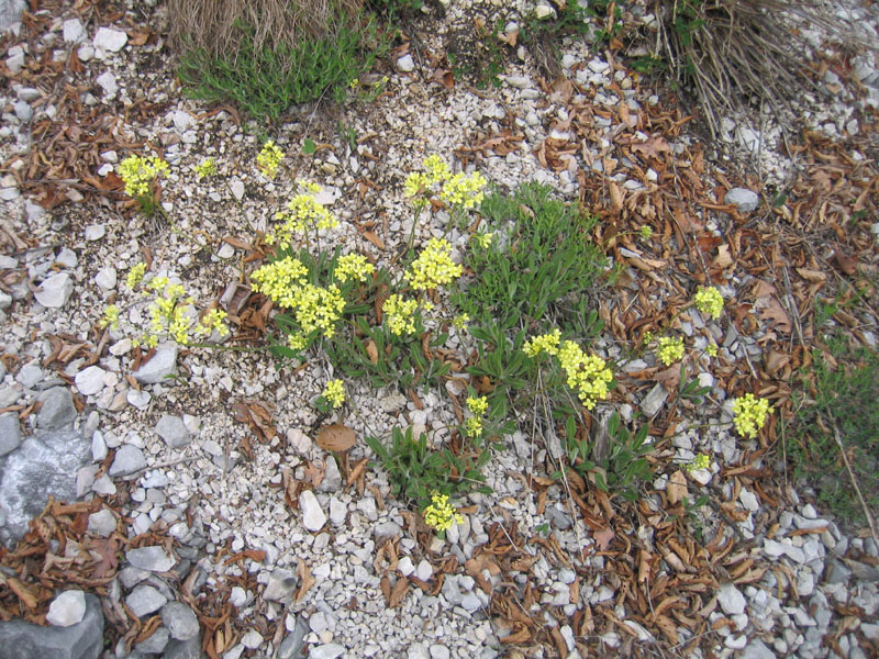 Biscutella laevigata ?