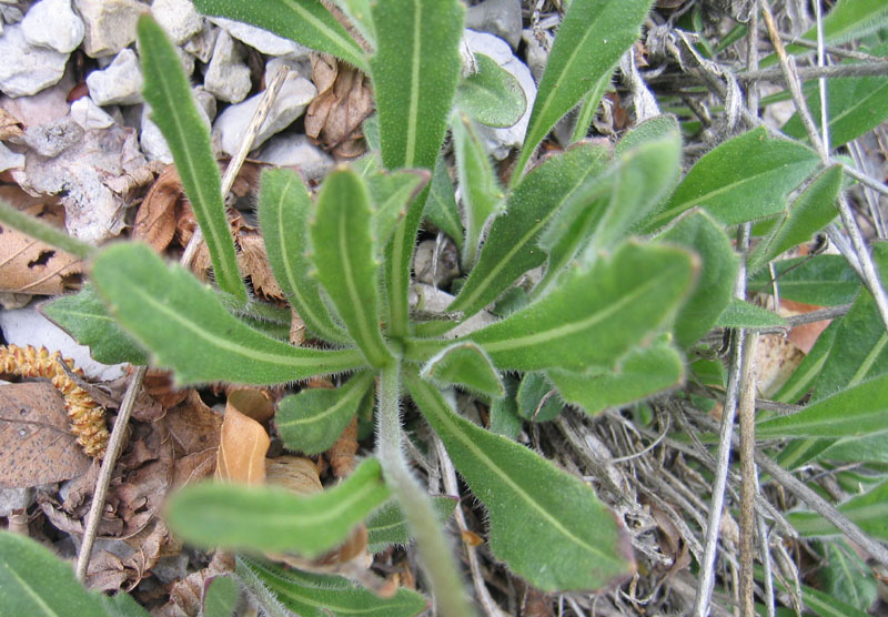 Biscutella laevigata ?