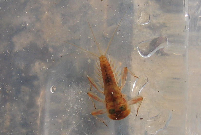 ninfa di Ecdyonurus sp. - Heptageniidae - da Cimone (TN)