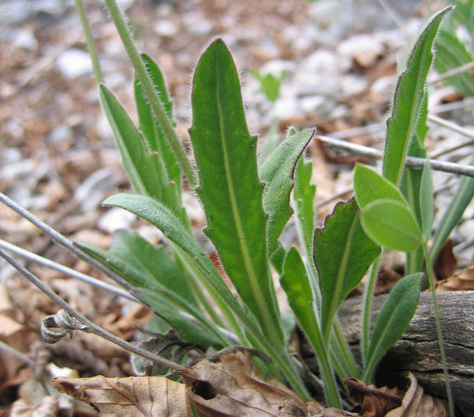 Biscutella laevigata ?