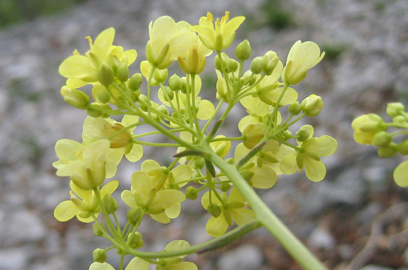 Biscutella laevigata ?