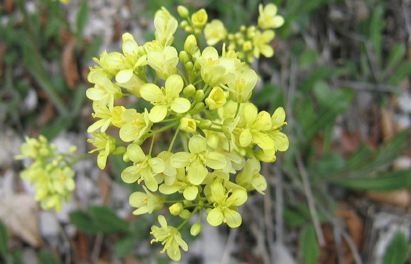 Biscutella laevigata ?