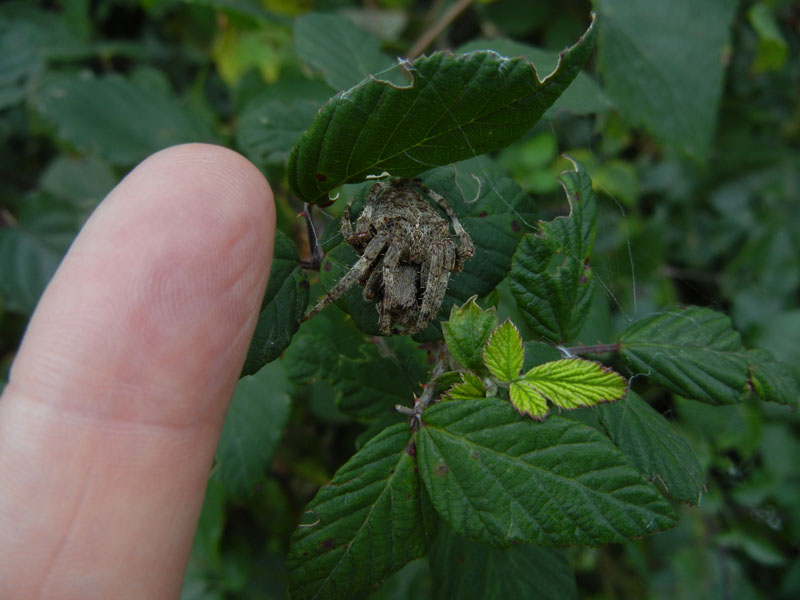 Araneus sp.