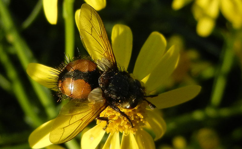 Tachina sp. (....dal Trentino)