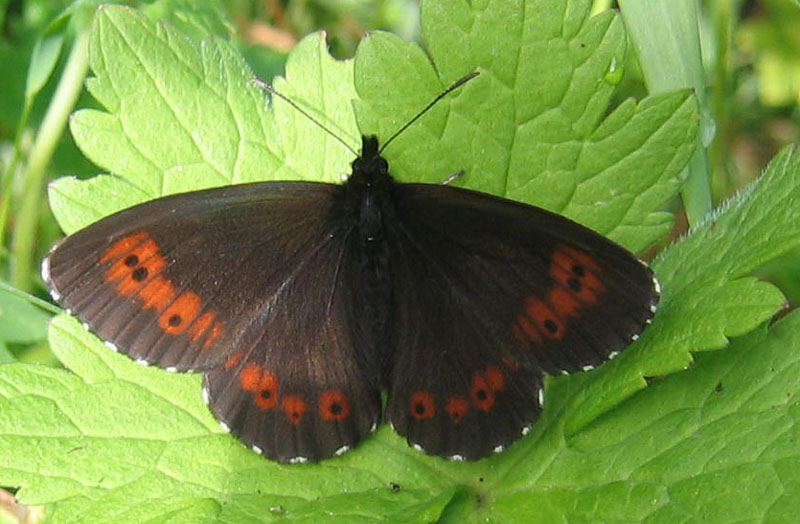 Erebia ligea - Nymphalidae Satyrinae (Trentino Alto Adige)