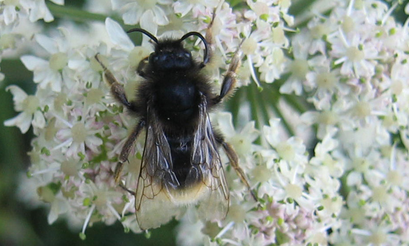 Bombus sp.