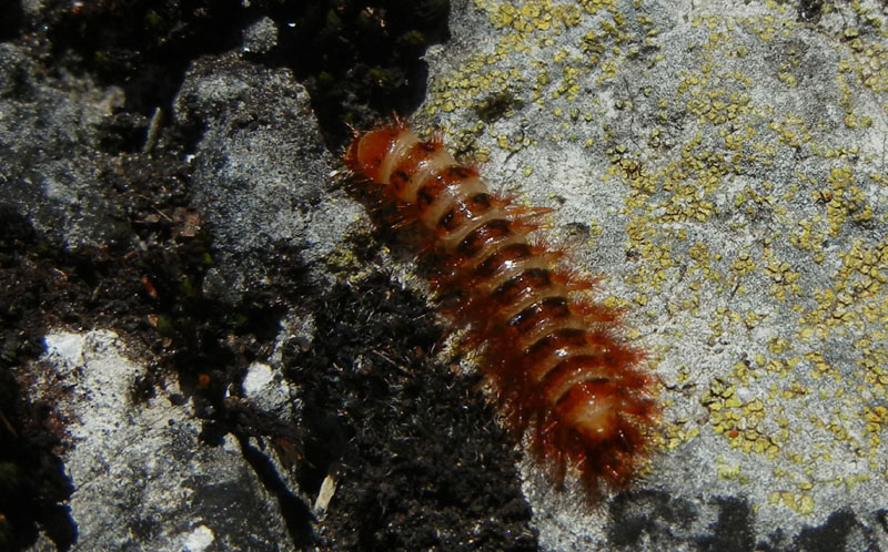 Larva di Drilus flavescens