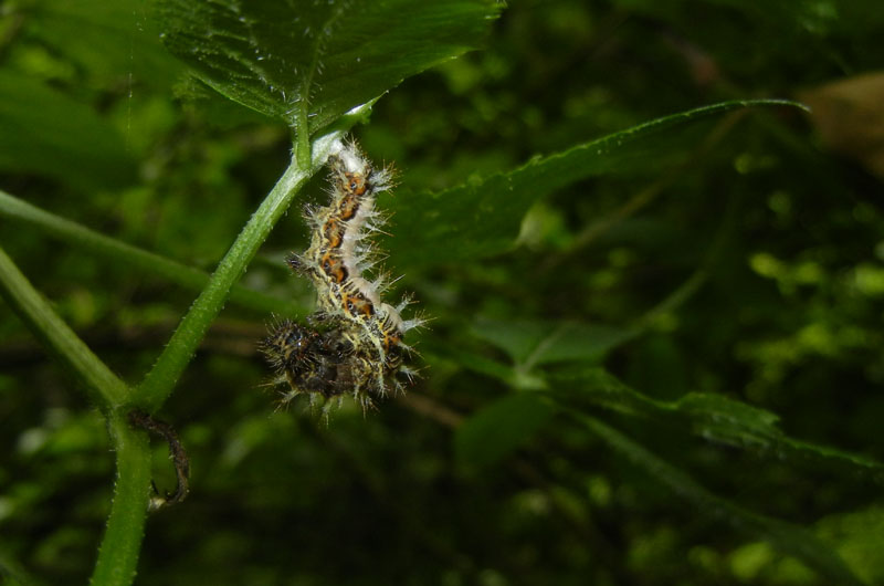 bruco: Polygonia c-album - Nymphalidae..........dal Trentino