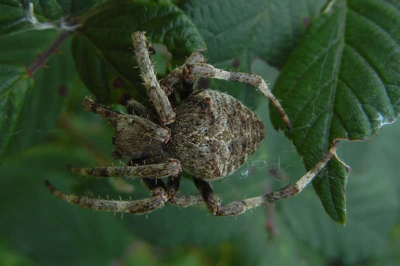 Araneus sp.