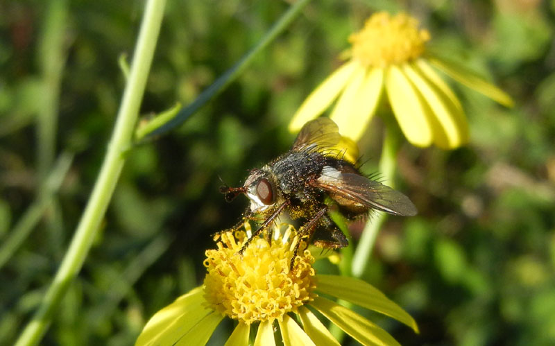 Tachina sp. (....dal Trentino)