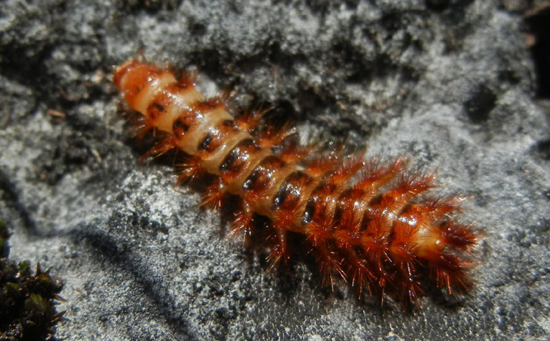 Larva di Drilus flavescens