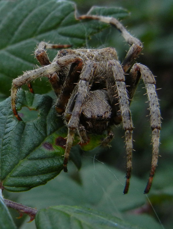 Araneus sp.