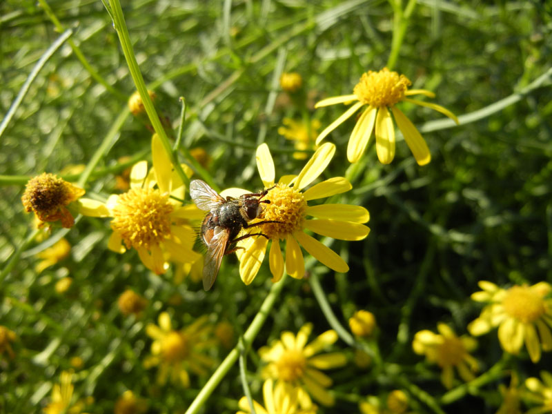 Tachina sp. (....dal Trentino)