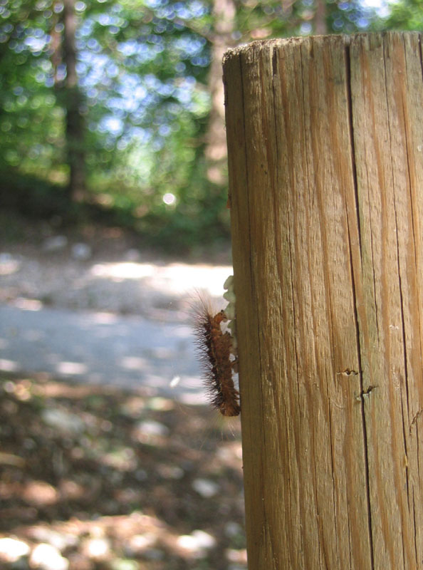 bruco:Lymantria dispar(Erebidae Lymantriinae) e pupe (TN)