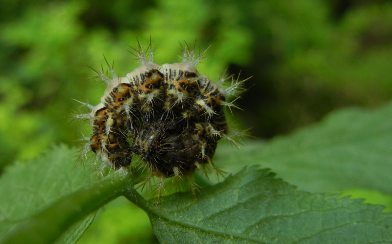 bruco: Polygonia c-album - Nymphalidae..........dal Trentino