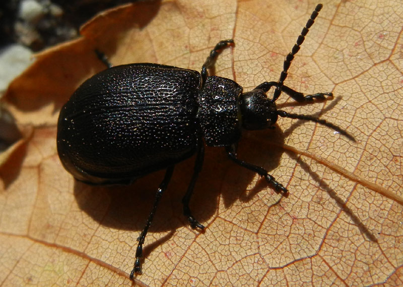 Chrysomelidae nero: Galeruca sp.