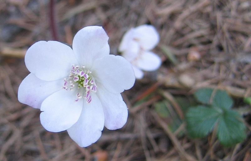 Hepatica nobilis v. alba