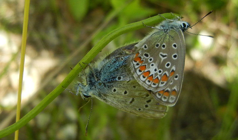 Polyommatus icarus - accoppiamento - Lycaenidae......TN