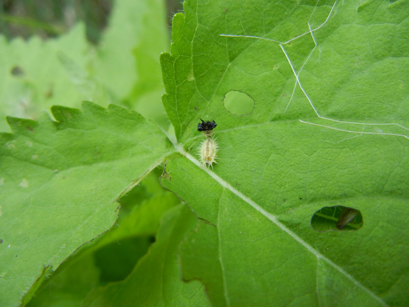 non mi ricordo.......:larva di Cassida sp.