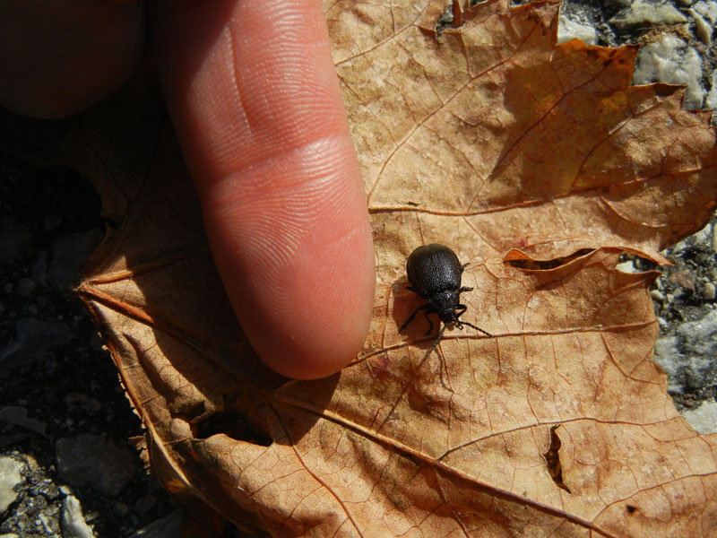 Chrysomelidae nero: Galeruca sp.