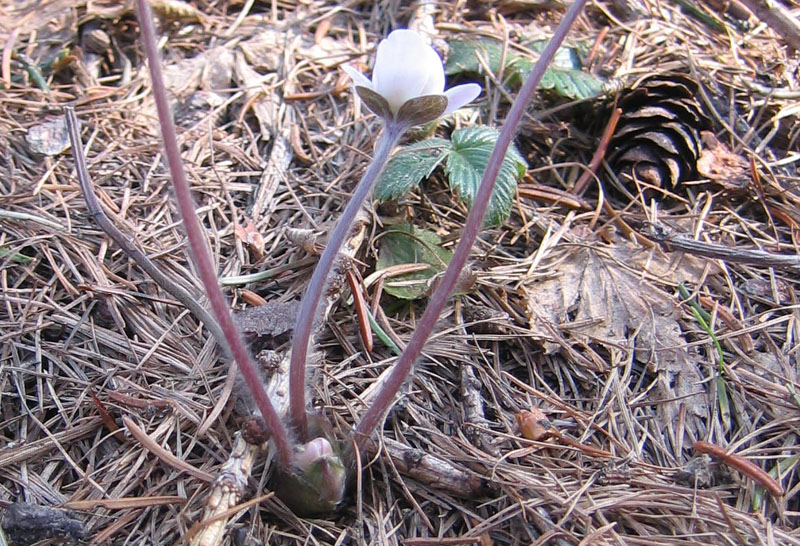 Hepatica nobilis v. alba