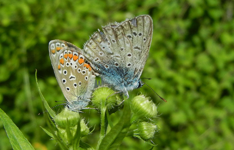 Polyommatus icarus - accoppiamento - Lycaenidae......TN