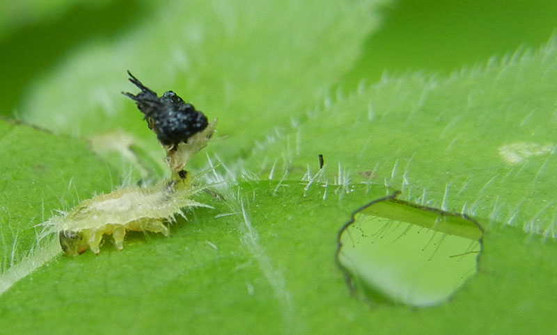 non mi ricordo.......:larva di Cassida sp.