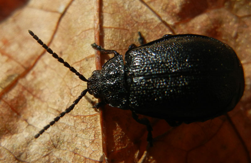 Chrysomelidae nero: Galeruca sp.