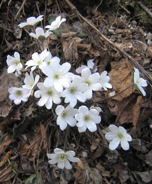 Hepatica nobilis v. alba