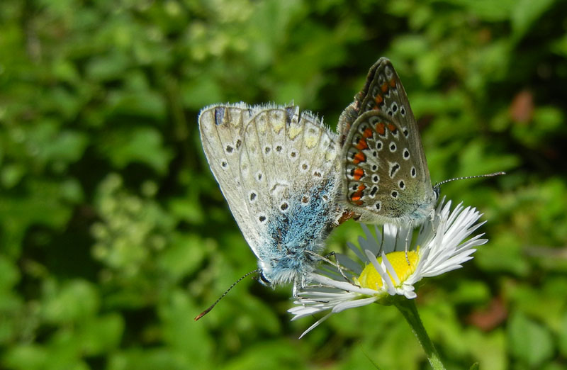 Polyommatus icarus - accoppiamento - Lycaenidae......TN