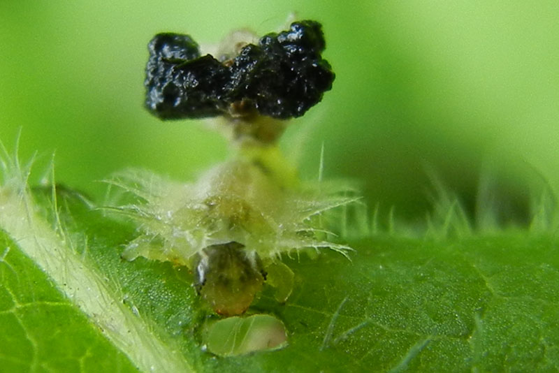 non mi ricordo.......:larva di Cassida sp.