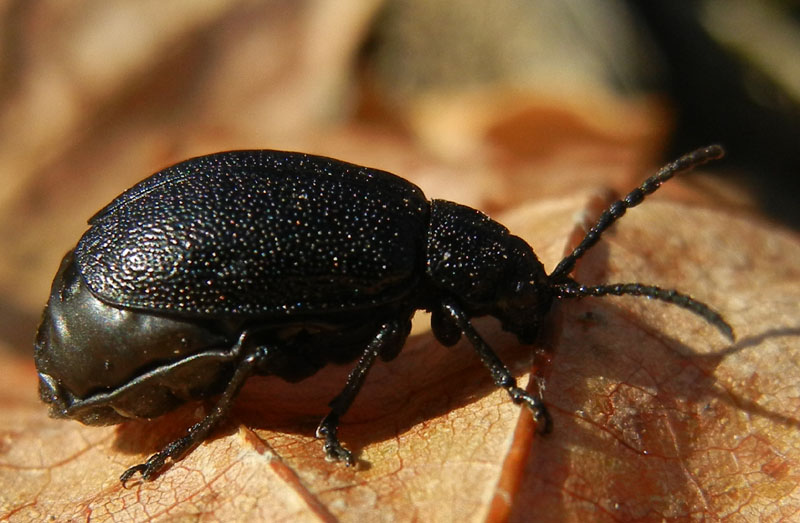 Chrysomelidae nero: Galeruca sp.