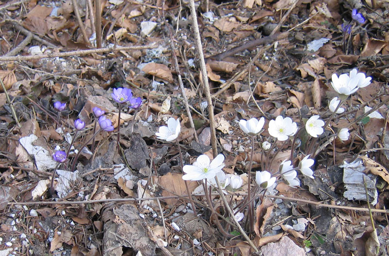 Hepatica nobilis v. alba