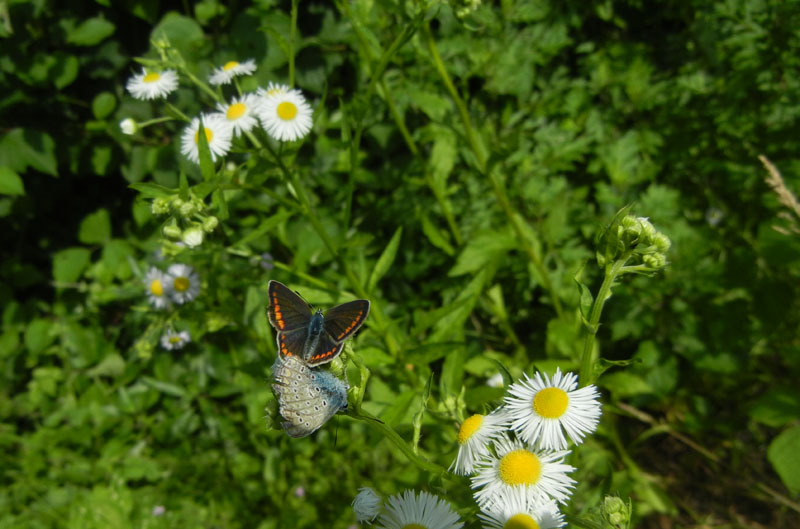 Polyommatus icarus - accoppiamento - Lycaenidae......TN