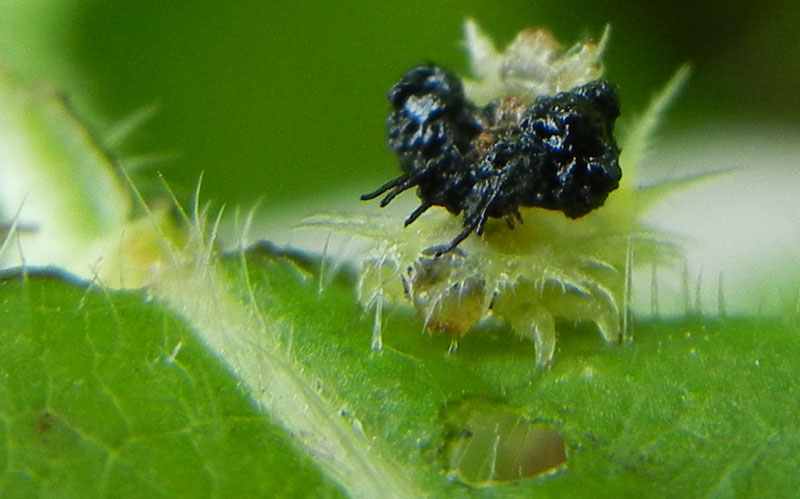 non mi ricordo.......:larva di Cassida sp.