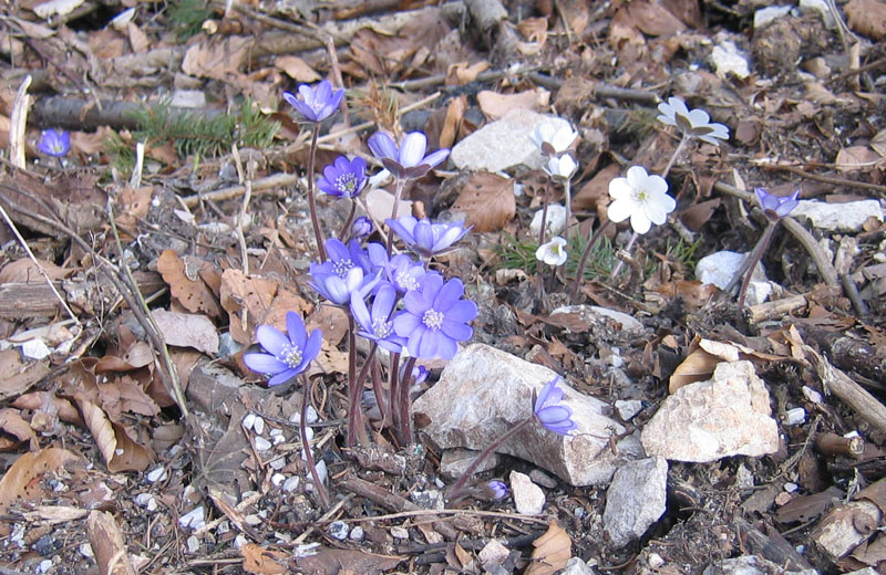 Hepatica nobilis v. alba