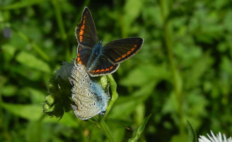 Polyommatus icarus - accoppiamento - Lycaenidae......TN