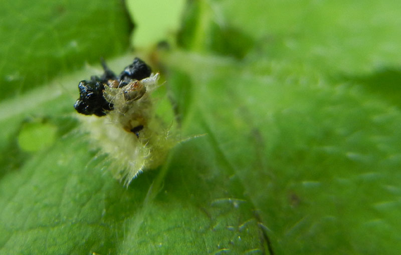 non mi ricordo.......:larva di Cassida sp.