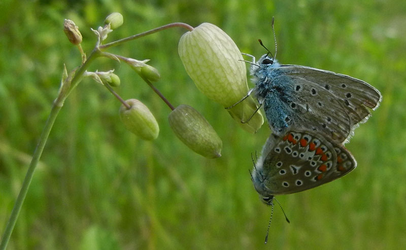 Polyommatus icarus - accoppiamento - Lycaenidae......TN