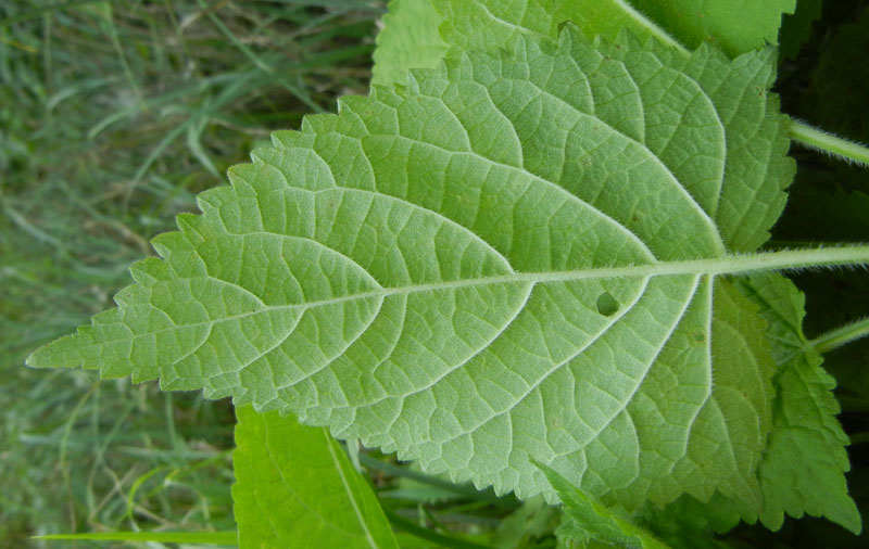 non mi ricordo.......:larva di Cassida sp.